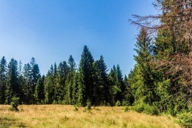 forest and trees on the background of a blue sky in the mountains