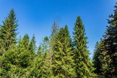 green trees and forest in front of the blue sky