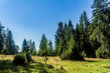 Güneşli bir günde güzel bir orman