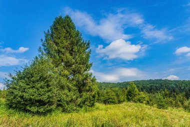 Yaz aylarında Karpat Dağları