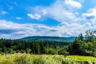 landscape on the summer day
