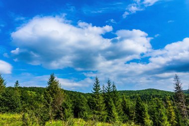 Dağlardaki güzel yeşil orman