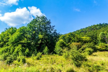 green forest and blue sky with clouds. summer day