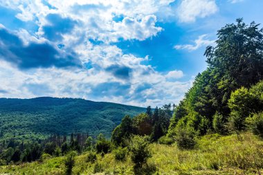 beautiful landscape with mountains in forest