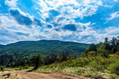 beautiful summer landscape with a forest road in the carpathians