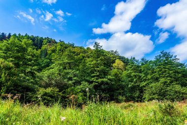 forest in the mountains of the carpathians, the green grass in the summer