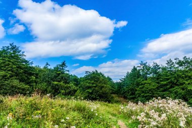 green meadow with blue sky and clouds in the background