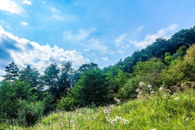 Ormanın ve yeşil dağların güzel manzarası.