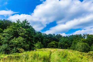 Yeşil çimenler ve ağaçlarla kaplı yaz manzarası