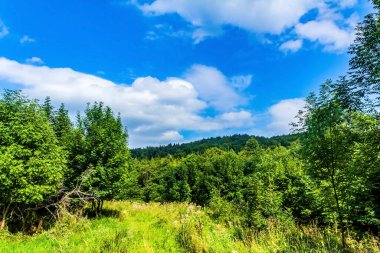 Yeşil çimenler ve mavi gökyüzü ile yaz manzarası
