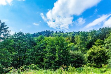 forest and trees on a beautiful sunny day