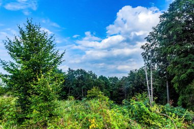 Ağaçları ve yeşil otları olan güzel bir manzara.