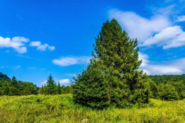 a pine tree on the hillside. beautiful summer forest