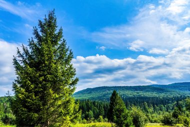Ormanın güzel manzarası
