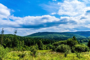 beautiful green forest in the carpathians. ukraine.