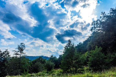 green forest in the carpathian mountains. summer season