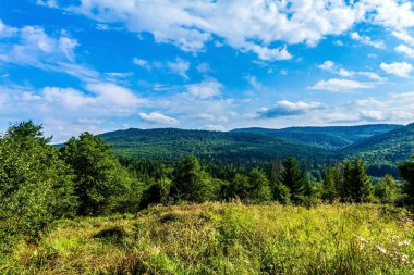 green summer forest in the mountains. beautiful summer landscape with forest. sunny day