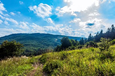 Yeşil ormanlı dağ manzarası