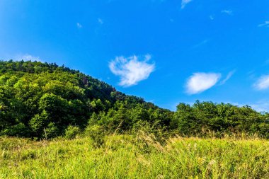 Güzel bir manzara Ağacı ve mavi gökyüzü