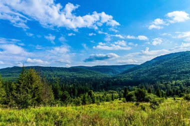 Ağaçlı yeşil orman