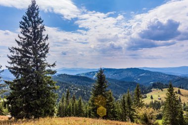 Ağaçları ve yeşil otları olan dağ ormanı
