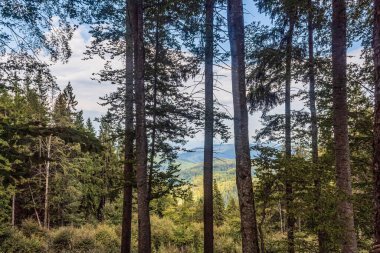 a vertical shot of trees and forest in the background in the mountains