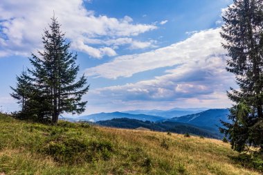 Yeşil ormanlı dağ manzarası