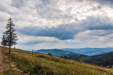 a beautiful shot of a mountain road in the middle of a forest