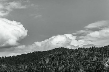 a grayscale shot of a white mountain landscape with trees in the middle of a forest