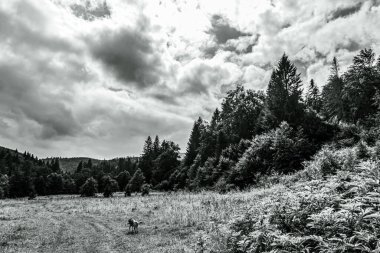 Ağaçlar ve bulutlarla dolu güzel bir manzara.