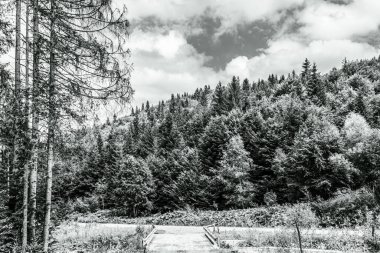 black and white photo of a pine forest with the mountain in the background