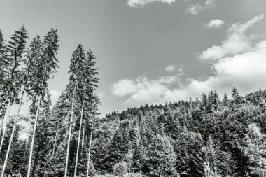 Karpatlar 'daki güzel dağ panoraması