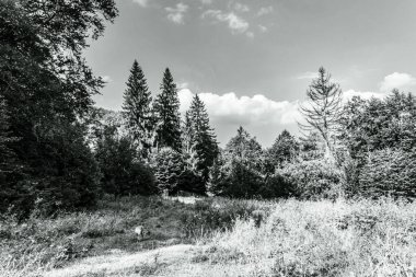 Ormanın güzel manzarası