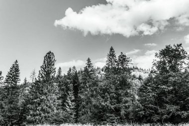 beautiful nature and scenic view of the mountains in the national park of colorado.