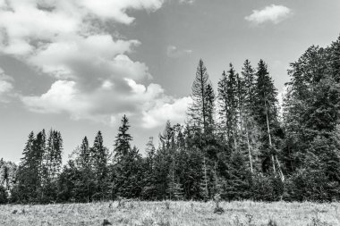Ağacı ve bulutlu gökyüzü olan güzel bir manzara.