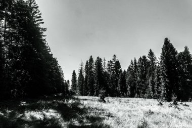 Çam ormanının siyah ve beyaz görüntüsü