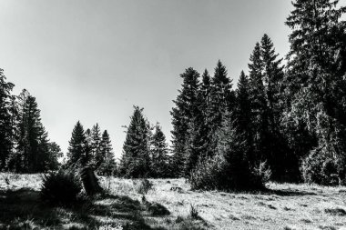 black and white image of pine trees and pine tree on the top of a mountain