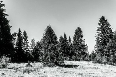 pine tree on the background of the forest