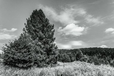 black and white photo of a tree on a background of the blue sky