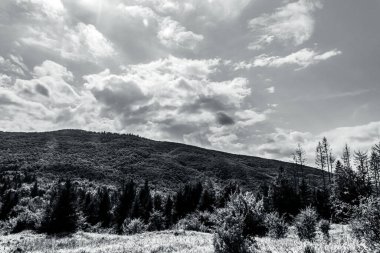 beautiful mountain scenery in the alps with a black forest and a cloudy sky
