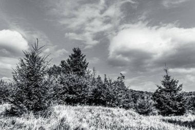 Ormanın arka planında siyah ve beyaz bulutlar