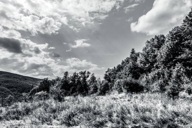 beautiful landscape with mountain and forest. nature, travel concept