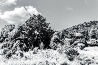 Ormandaki ağaçların siyah beyaz fotoğrafı