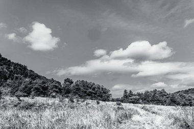 black and white clouds in summer forest with trees and plants