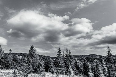 Güzel bir manzara Ağacı ve mavi gökyüzü