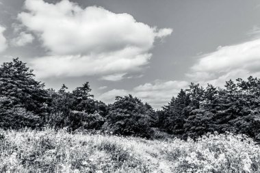 Ormandaki siyah beyaz manzara