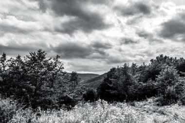 Ormandaki bir ağacın siyah beyaz görüntüsü