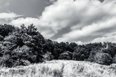 a black and white landscape of an old tree in the countryside