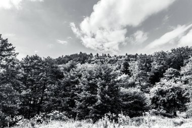 Ağaçlı ve yeşil yapraklı güzel bir manzara.