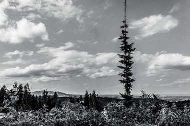 Dağlı ve ağaçlı siyah ve beyaz manzara